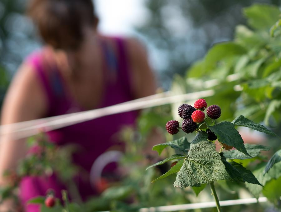 Portneuf, Culture de saveurs - Autocueillette de petits fruits