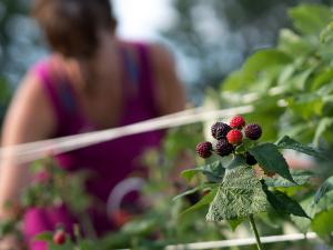 Portneuf, Culture de saveurs - Autocueillette de petits fruits