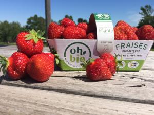 Ferme Jean-Pierre Plante - fraises Oh Bio